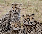 Des King - A Cheetah and her young